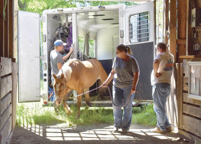 Sheriff, shelter rescue dozens of neglected horses